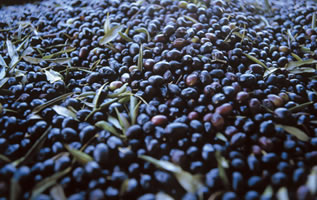 Olive di qualità Majatica