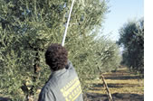 Fase di raccolta delle olive